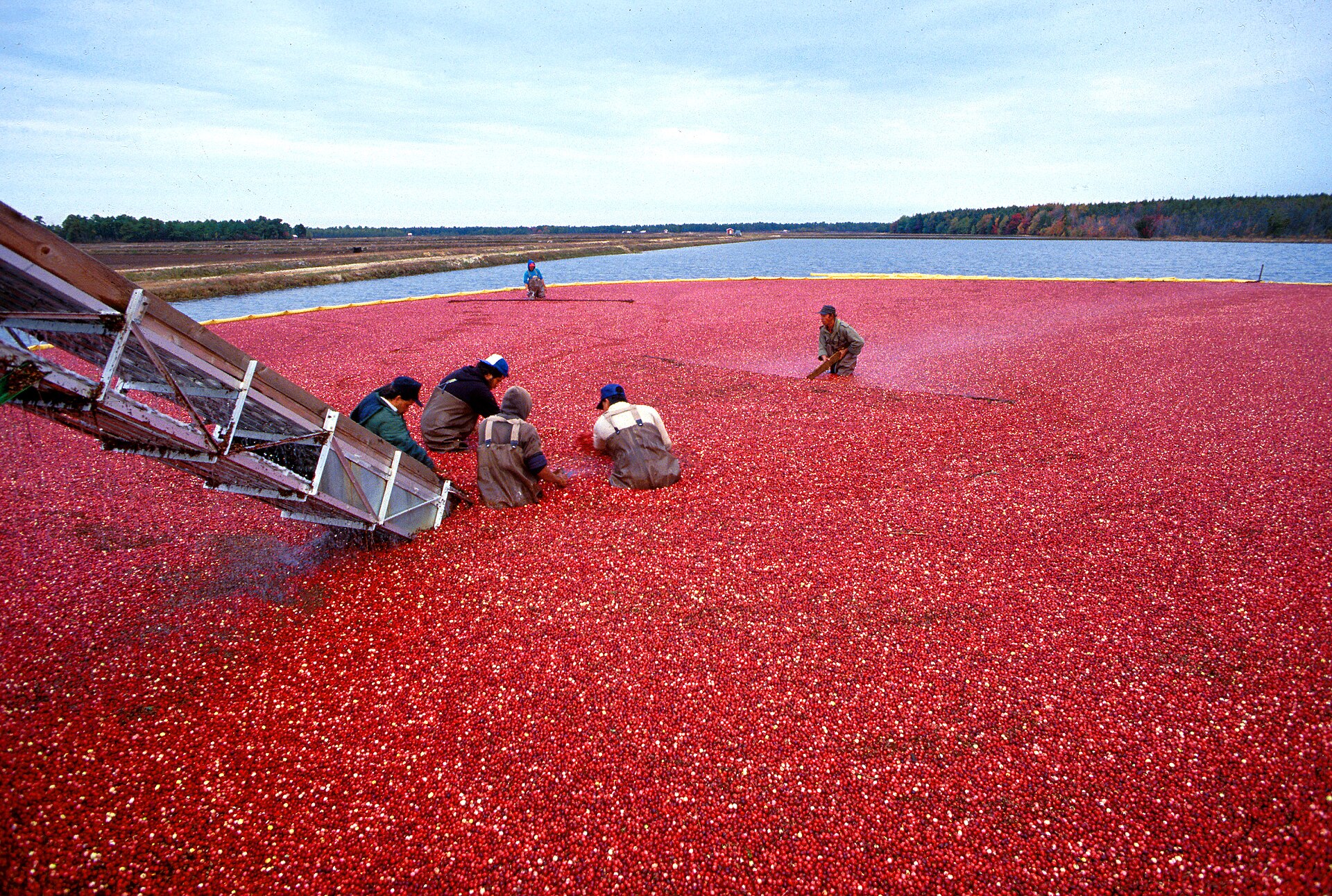 Récolte de canneberges rouges flottant sur l'eau d'une cranberrière
