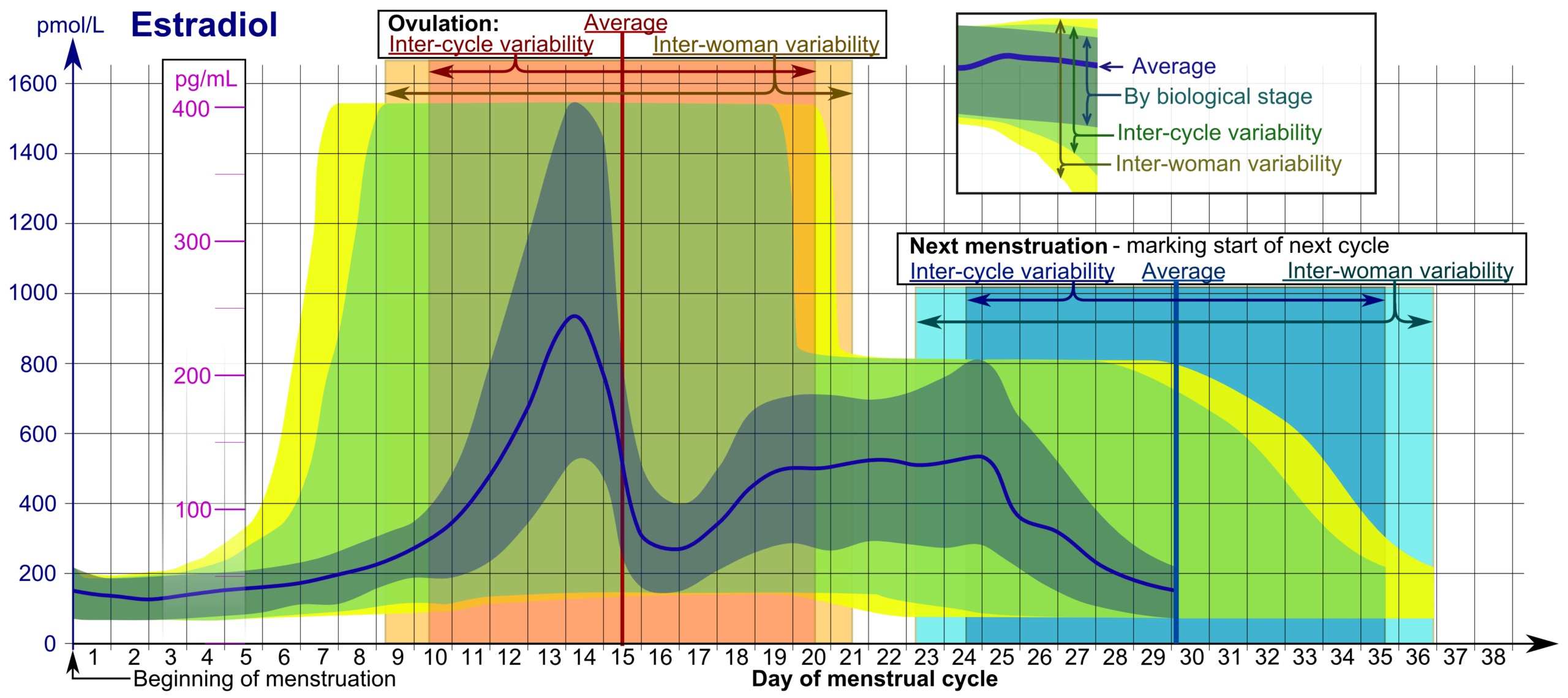 Graphique des variations hormonales au cours du cycle menstruel, en lien avec le syndrome prémenstruel