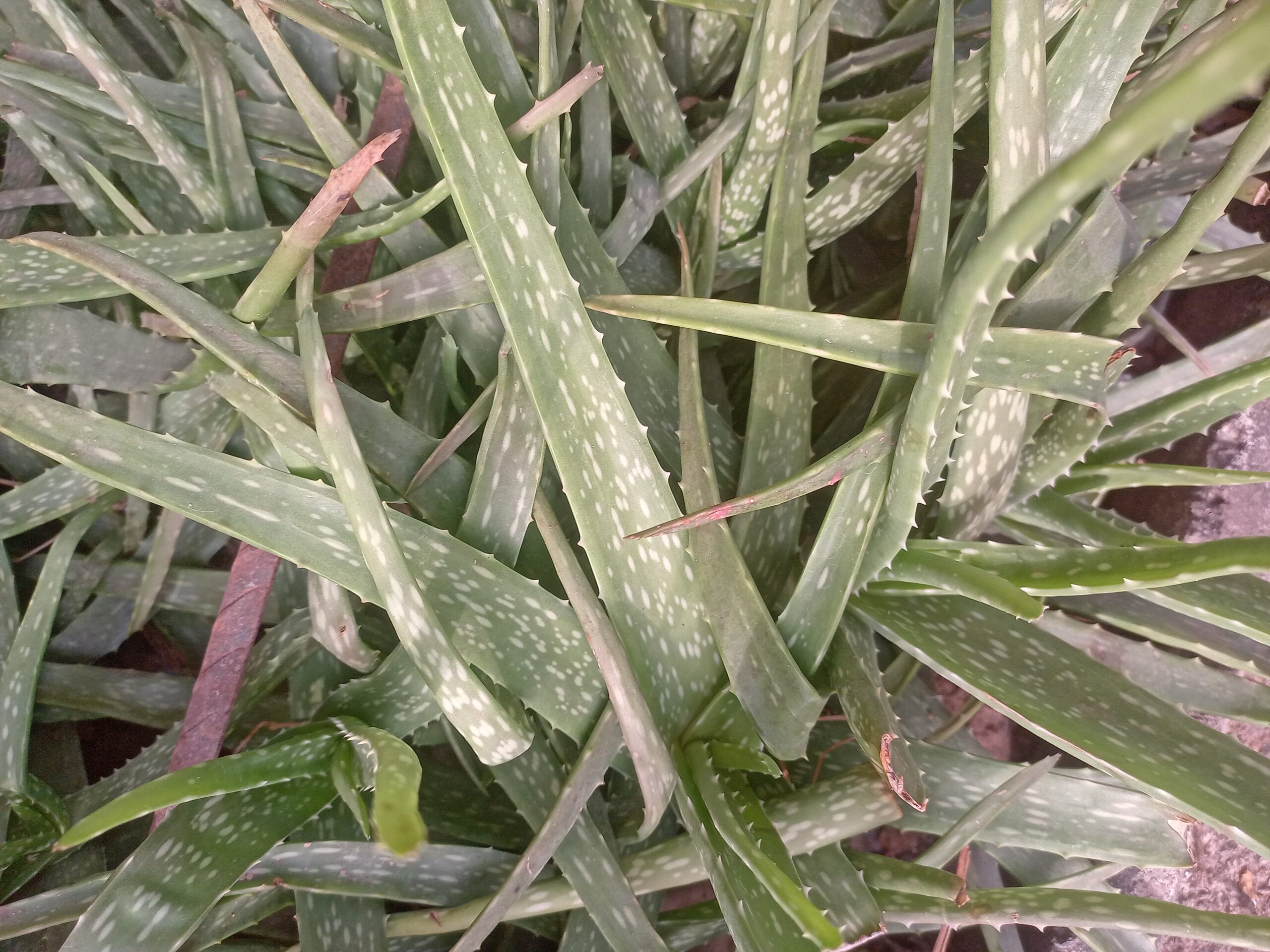 Feuilles d'aloe vera, plante traditionnellement citée pour apaiser la peau après le soleil