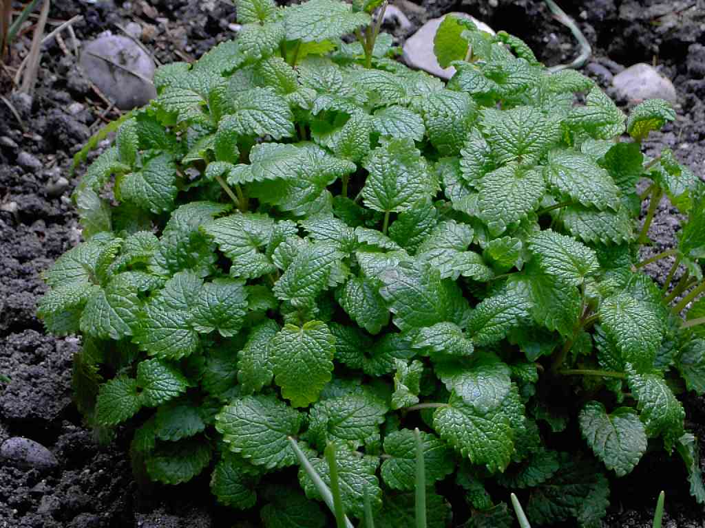 Feuilles de mélisse, plante étudiée dans l'herpès labial