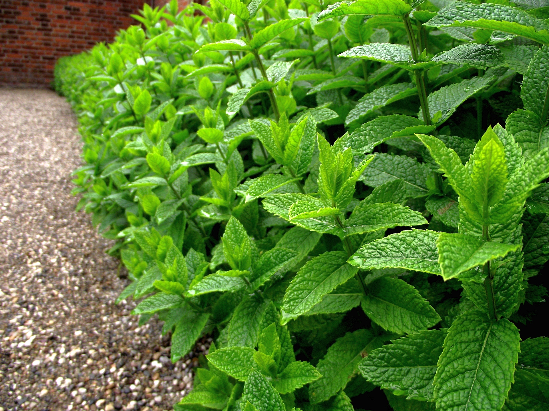 Champ de menthe poivrée, plante traditionnellement associée à la fraîcheur de l'haleine