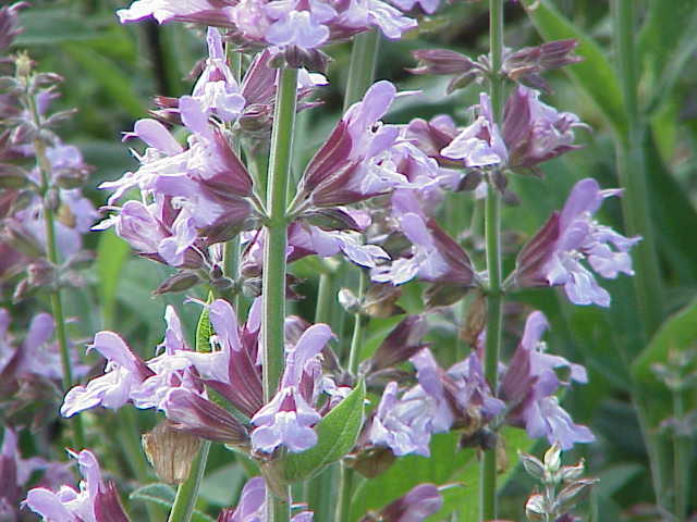 Feuilles de sauge officinale, plante traditionnelle des bains de bouche