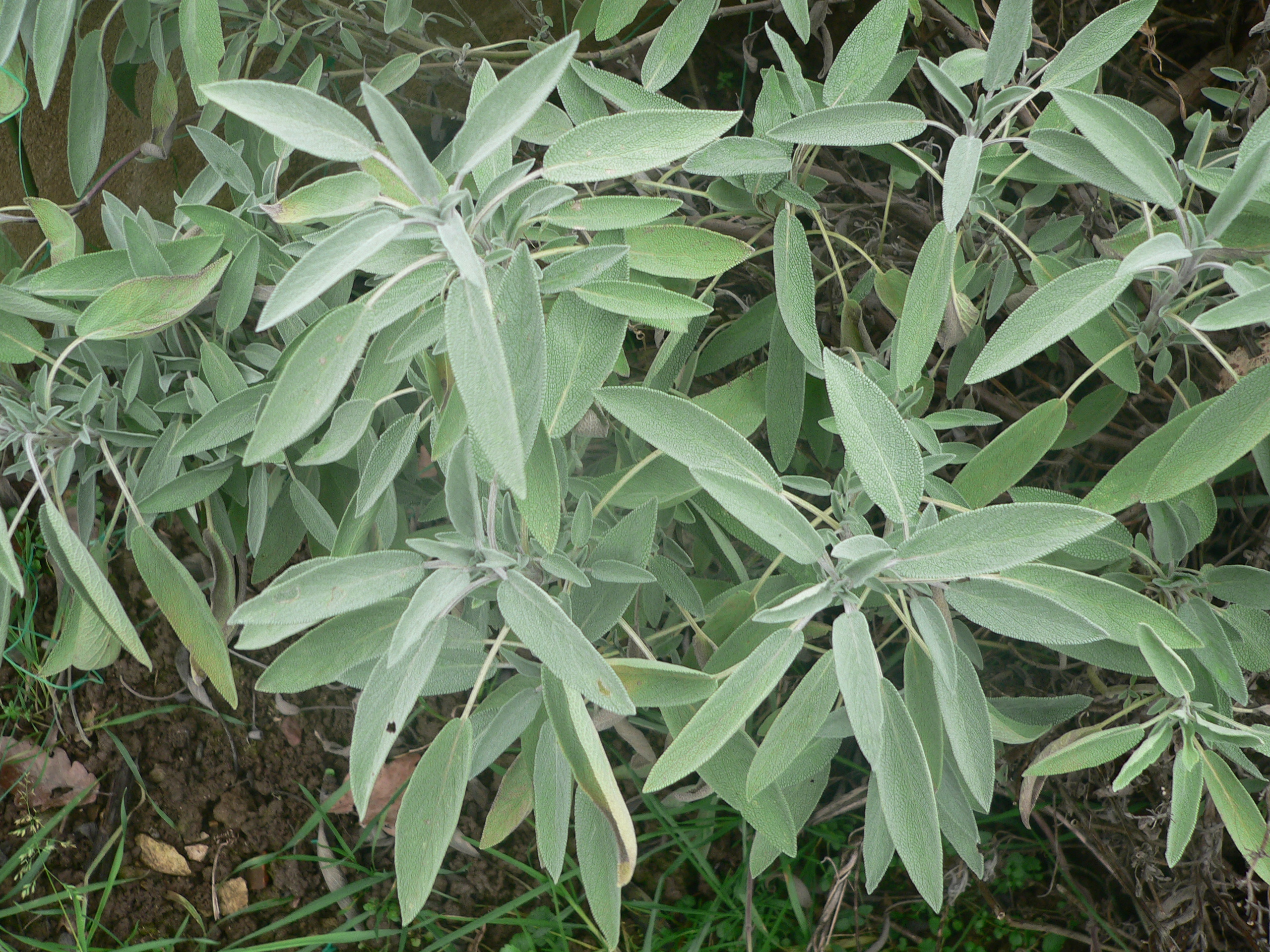 Sauge officinale (Salvia officinalis), plante traditionnellement associée à la transpiration