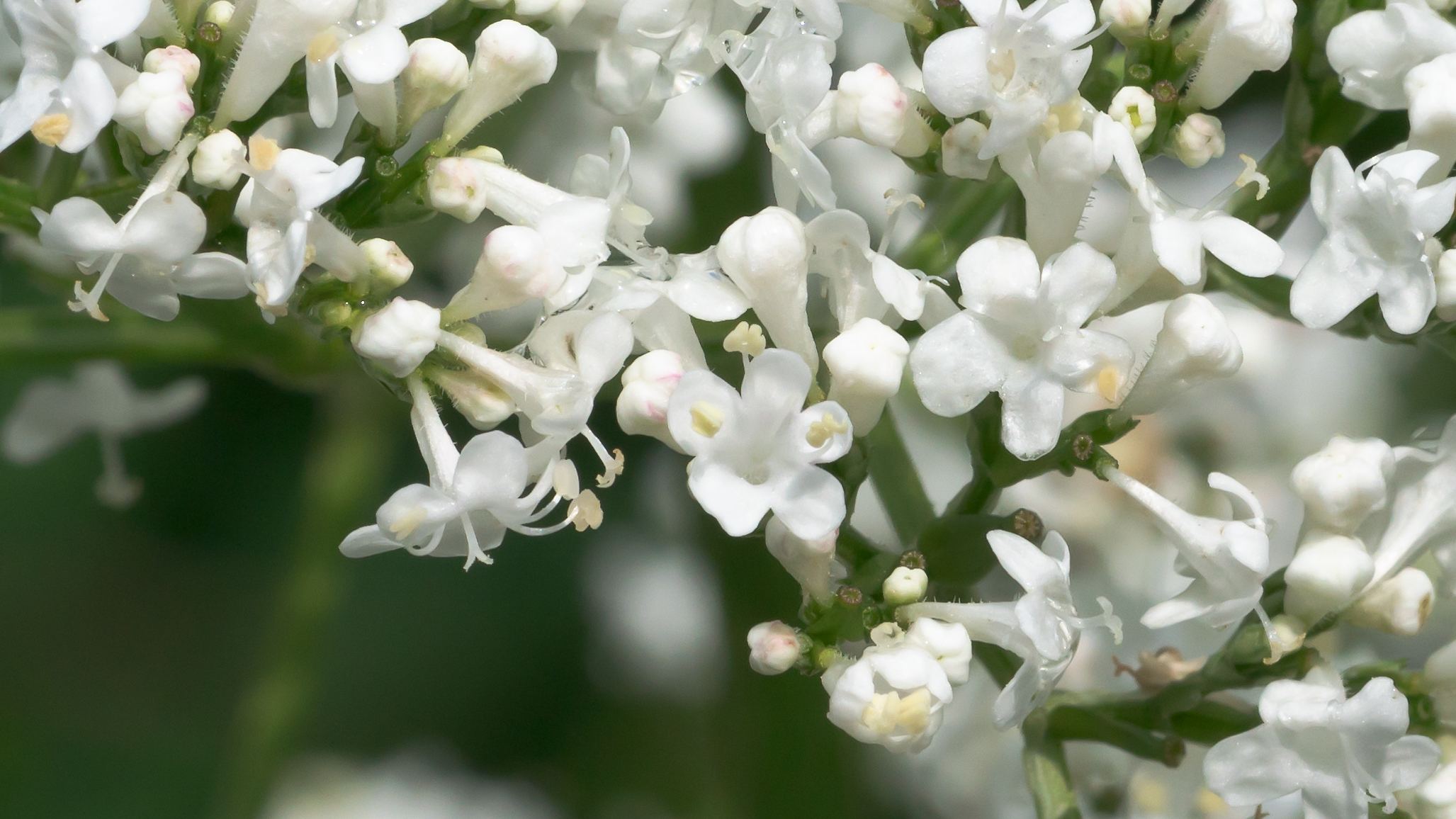 Fleurs de valériane (Valeriana officinalis), plante traditionnelle de la détente nerveuse
