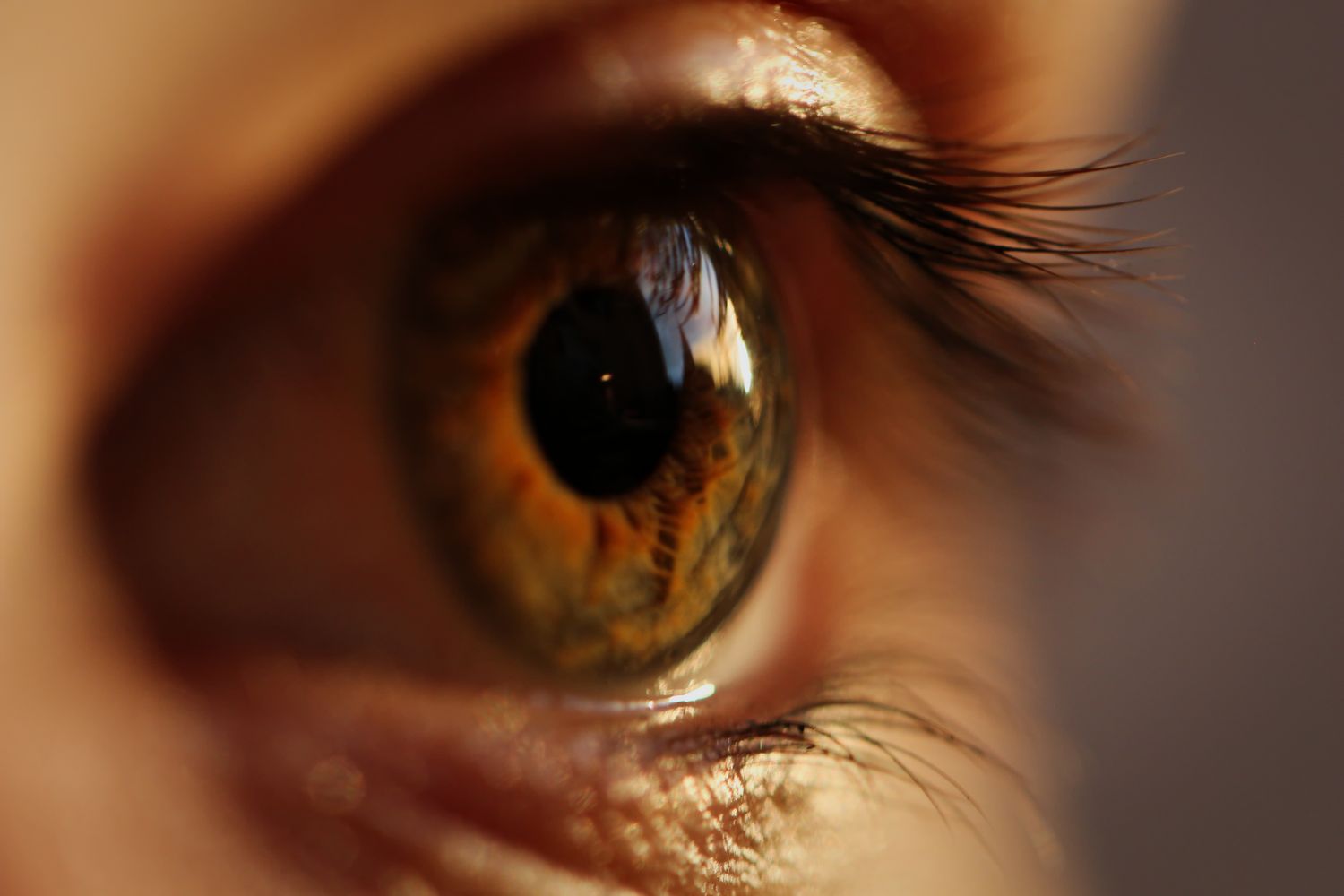 Gros plan sur un iris