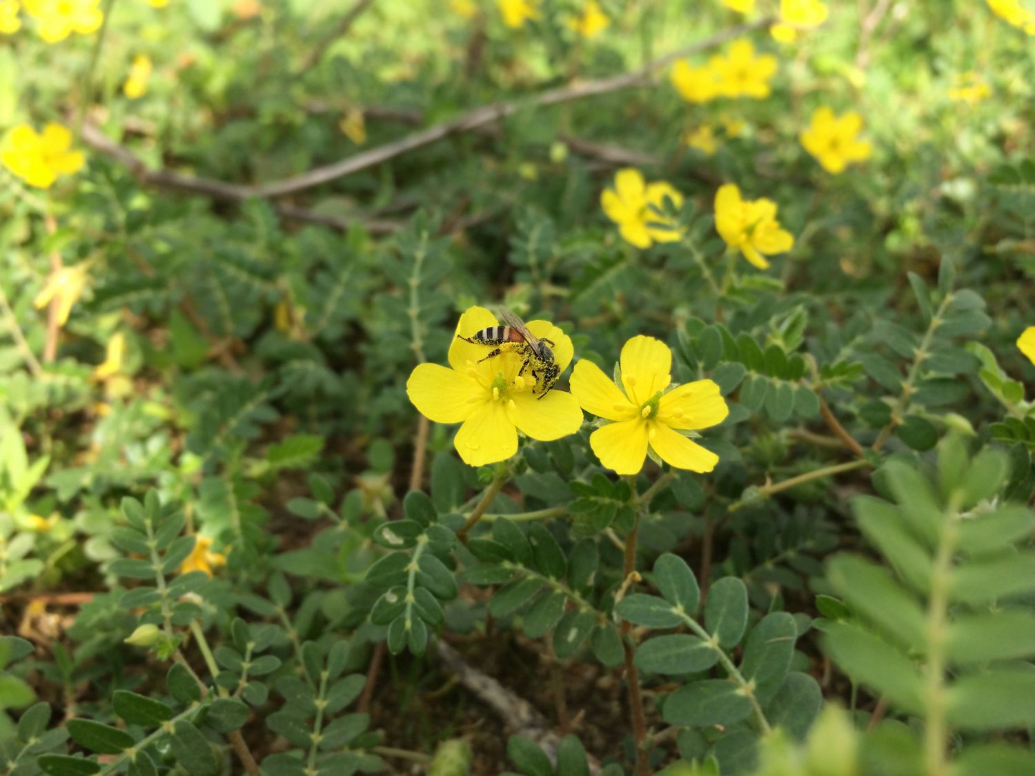 Rayon de miel et abeilles